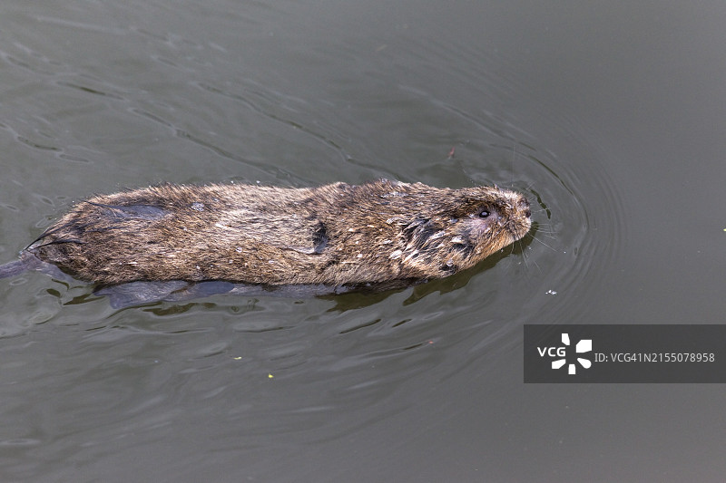 田鼠在格洛斯特和夏普内斯运河中游泳图片素材