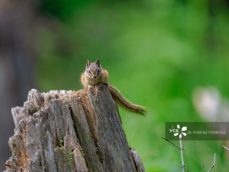 美国科罗拉多州布雷肯里奇森林中的花栗鼠图片素材