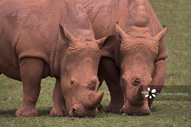 白犀牛（Ceratotherium simum），人工饲养，原产于非洲南部图片素材