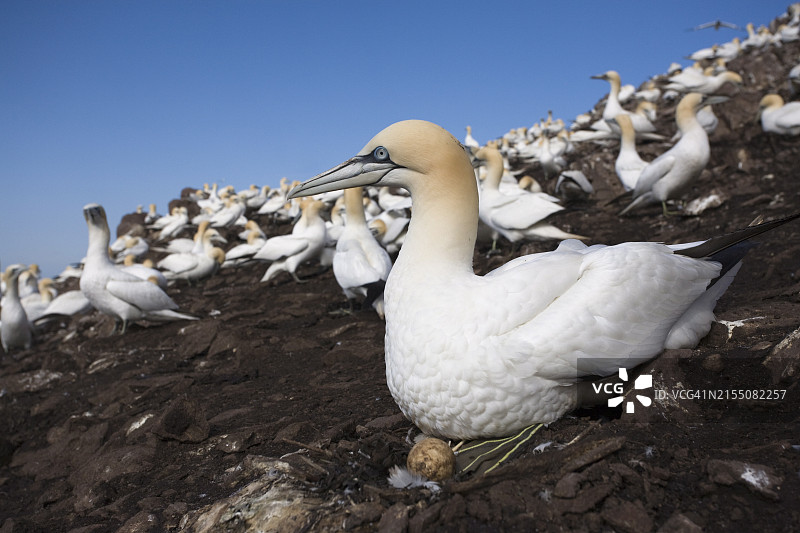 塘鹅在苏格兰巴斯岩的巢中，带有蛋图片素材