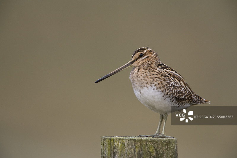 丘鹬，英国达勒姆郡蒂斯dale河上游图片素材