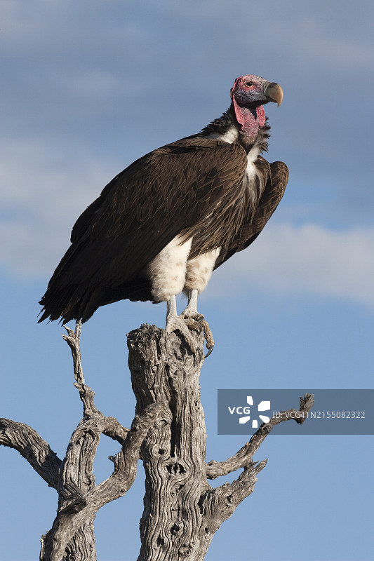 非洲纳米比亚埃托沙国家公园的秃鹫图片素材