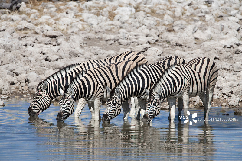 非洲纳米比亚埃托沙国家公园的草原斑马图片素材
