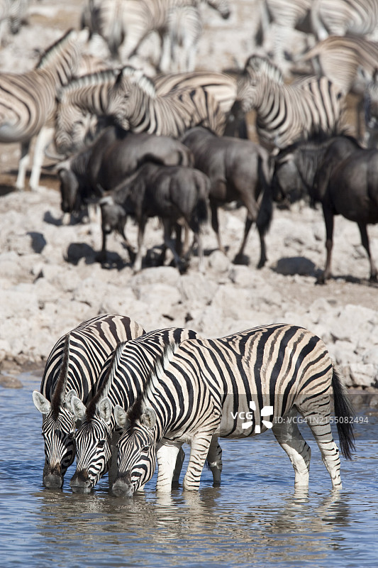 非洲纳米比亚埃托沙国家公园的草原斑马图片素材