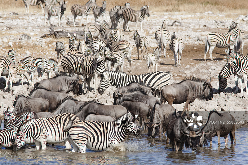 布氏斑马在纳米比亚埃托沙国家公园水坑边图片素材