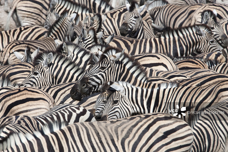 非洲纳米比亚埃托沙国家公园水坑边的平原斑马图片素材