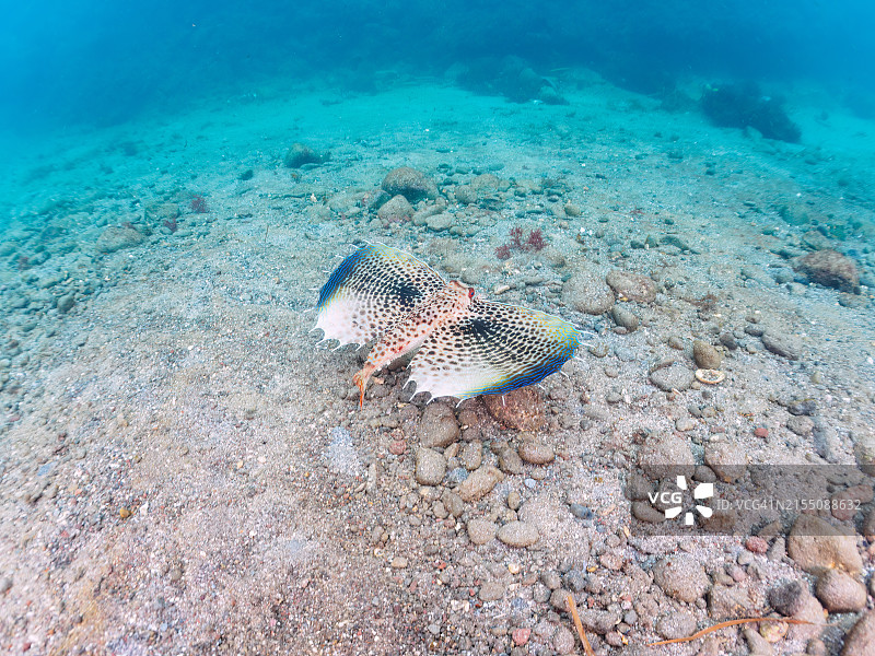 美丽的东方飞鱼在沙中游动图片素材