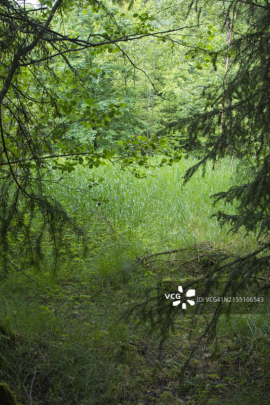 林地中的松树图片素材