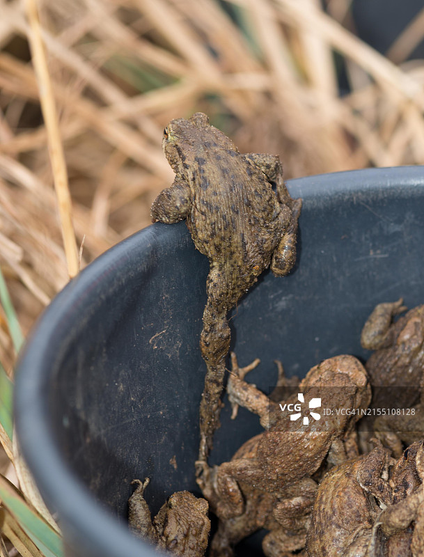 桶中救出的普通蟾蜍（欧洲蟾蜍），包括雄性、雌性、交配对和单只动物图片素材