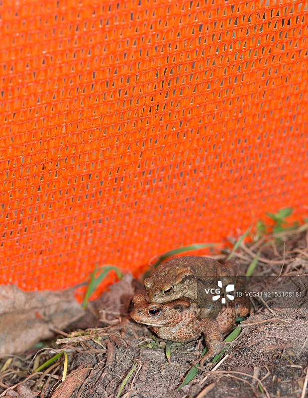 地面上的两只普通蟾蜍（雄性和雌性）图片素材