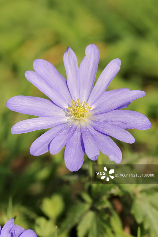 蓝色银莲花，花卉，花园植物，德国北莱茵-威斯特法伦图片素材