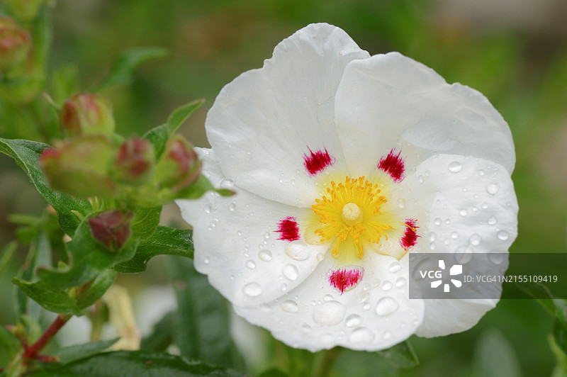 胶石玫瑰（Cistus ladanifer），花朵，普罗旺斯，法国，欧洲图片素材