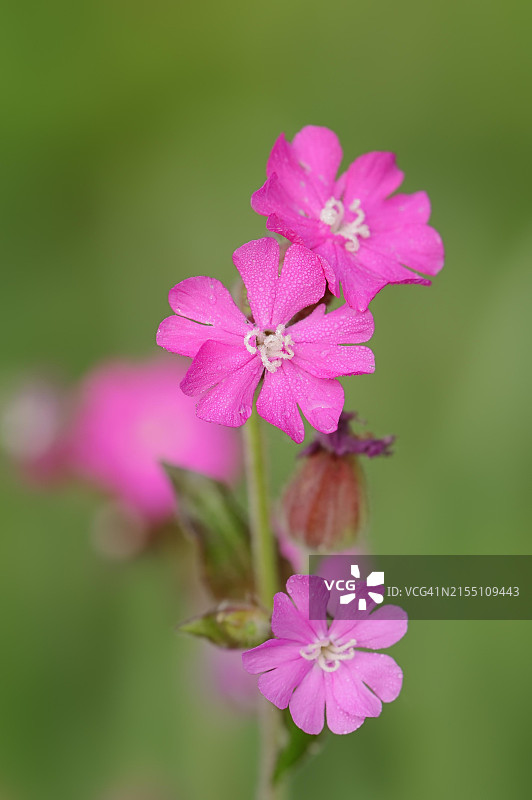 德国北莱茵-威斯特法伦的红石竹花图片素材
