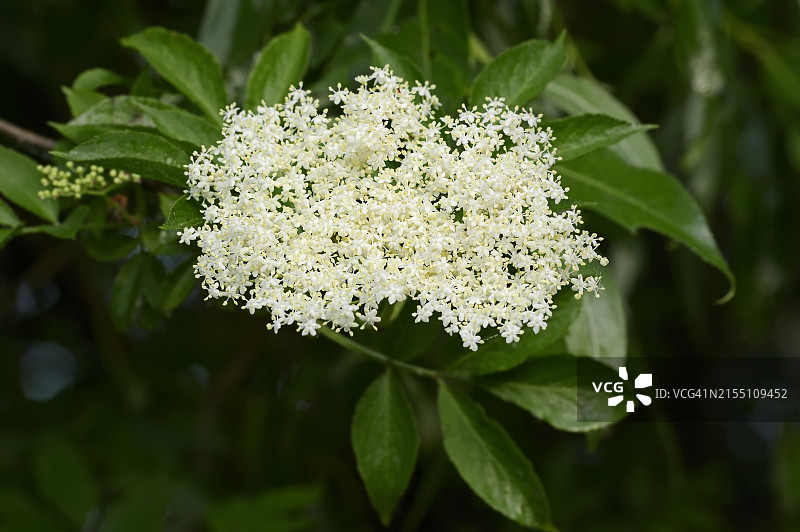 接骨木花，德国北莱茵-威斯特法伦州图片素材