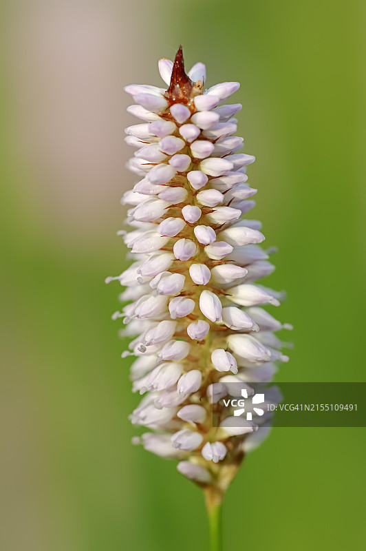 德国北莱茵-威斯特法伦草甸蓼（Bistorta officinalis, Persicaria bistorta）图片素材