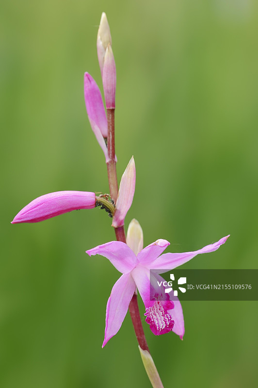 德国北莱茵-威斯特法伦州：中国兰花观赏植物图片素材