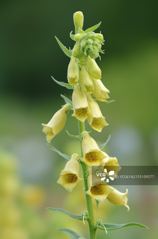 正在开花的大花毛地黄，德国巴伐利亚图片素材