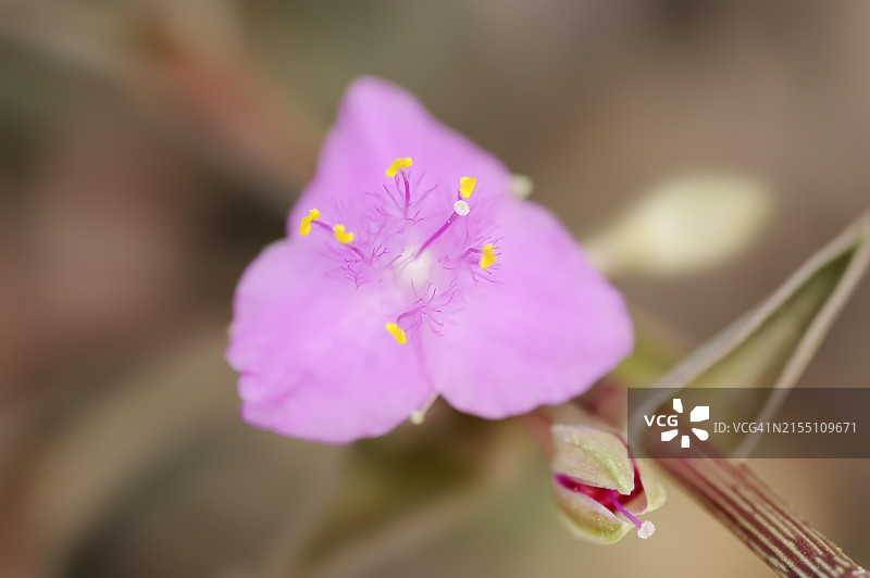 吊竹梅（Callisia navicularis, Tradescantia navicularis），花，观赏植物，北莱茵-威斯特法伦州，德国，欧洲图片素材