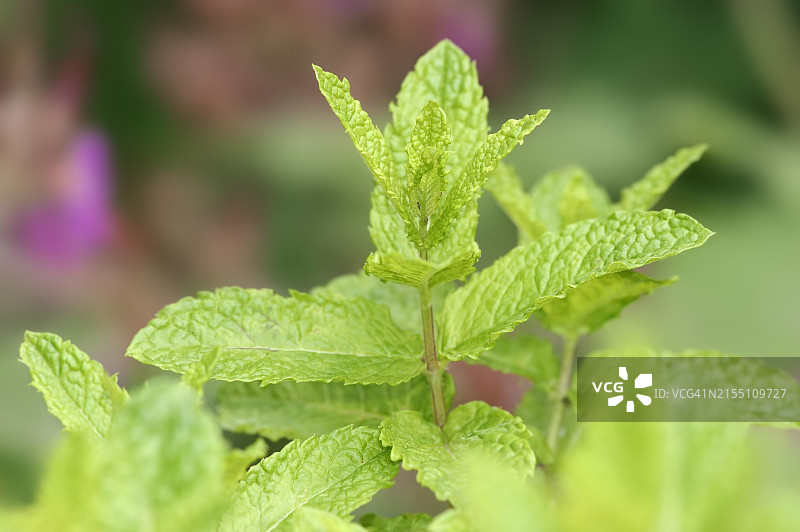 皱叶薄荷叶图片素材