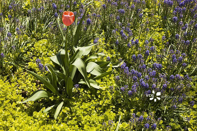 单朵粉色郁金香，生长在边缘，与金钱薄荷和蓝色葡萄风信子相伴图片素材