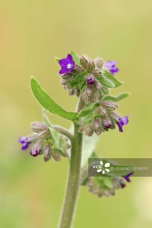 北莱茵-威斯特法伦的普通牛舌草图片素材
