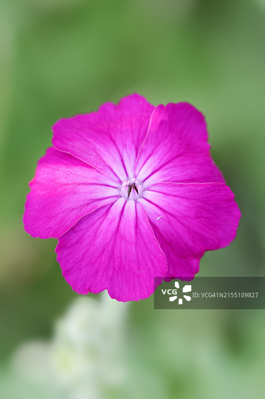 皇冠石竹（ Lychnis coronaria），花卉，观赏植物，德国北莱茵 - 威斯特法伦图片素材