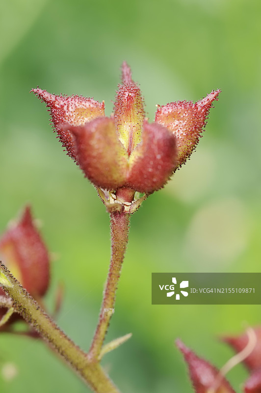 白鲜果实，德国黑森州图片素材