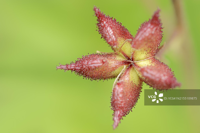 白鲜果实，德国黑森州图片素材