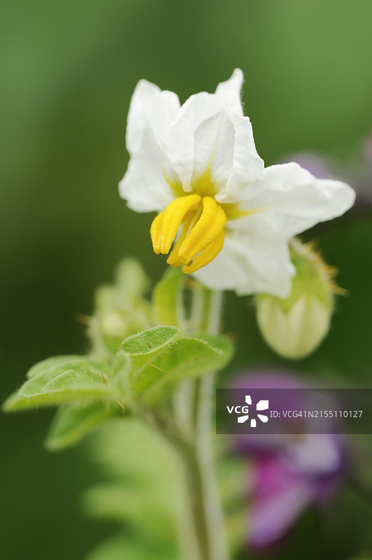 粗叶颠茄或荔枝番茄花图片素材