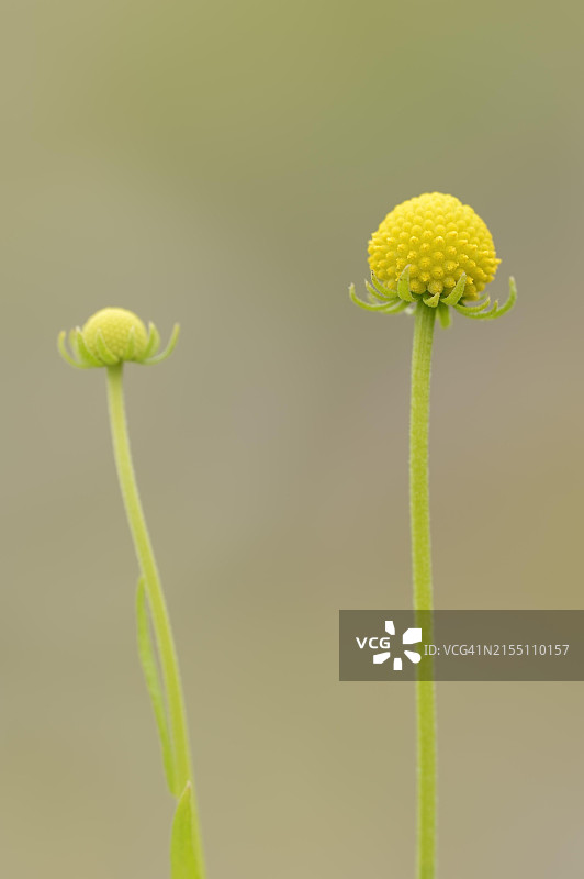 菠萝花（原产智利），北莱茵-威斯特法伦，德国，欧洲图片素材