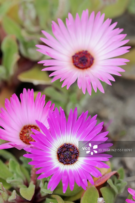 非洲原生观赏植物：正午花图片素材