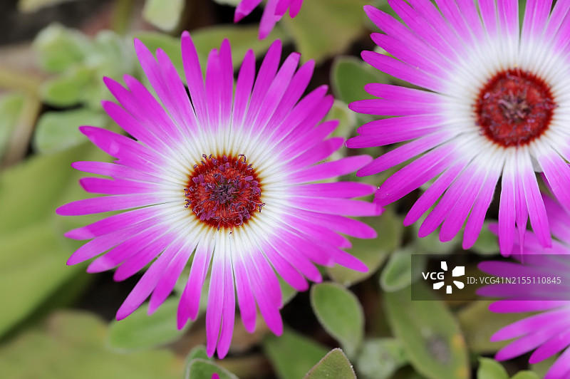 非洲原生观赏植物：正午花图片素材