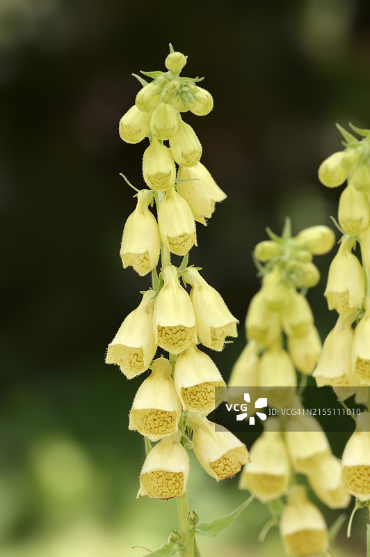 德国巴伐利亚盛开的大花毛地黄图片素材