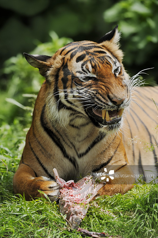 苏门答腊虎（学名：Panthera tigris sumatrae），印尼苏门答腊图片素材