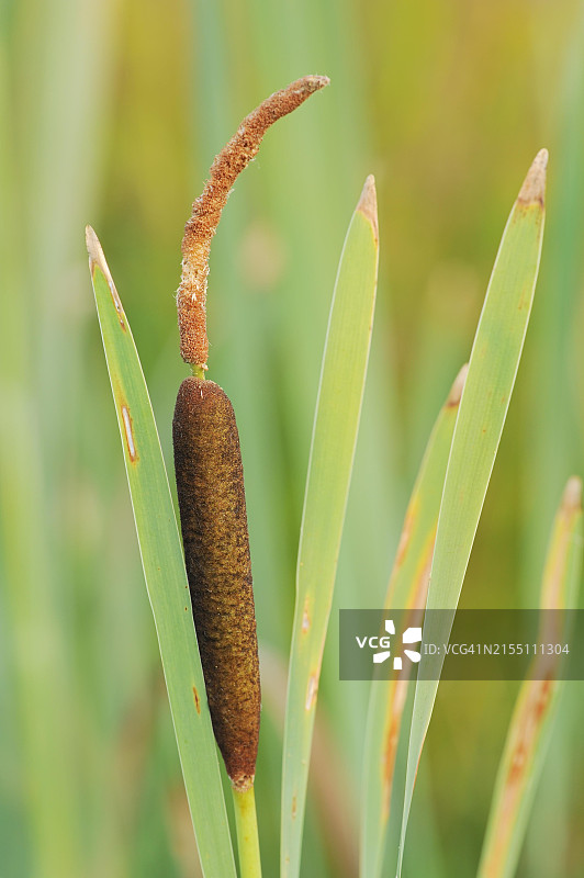 宽叶香蒲，德国北莱茵-威斯特法伦图片素材