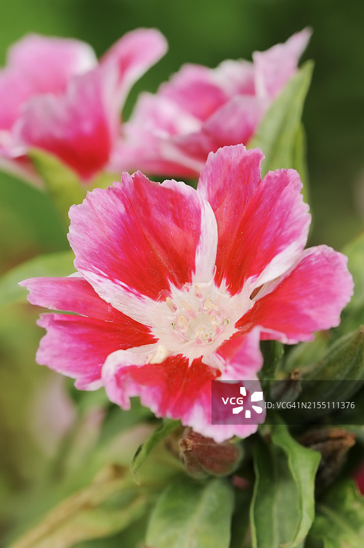 阿特拉斯花或夏鹃(克拉克花, 格德西亚花), 花, 观赏植物, 北莱茵-威斯特法伦, 德国, 欧洲图片素材