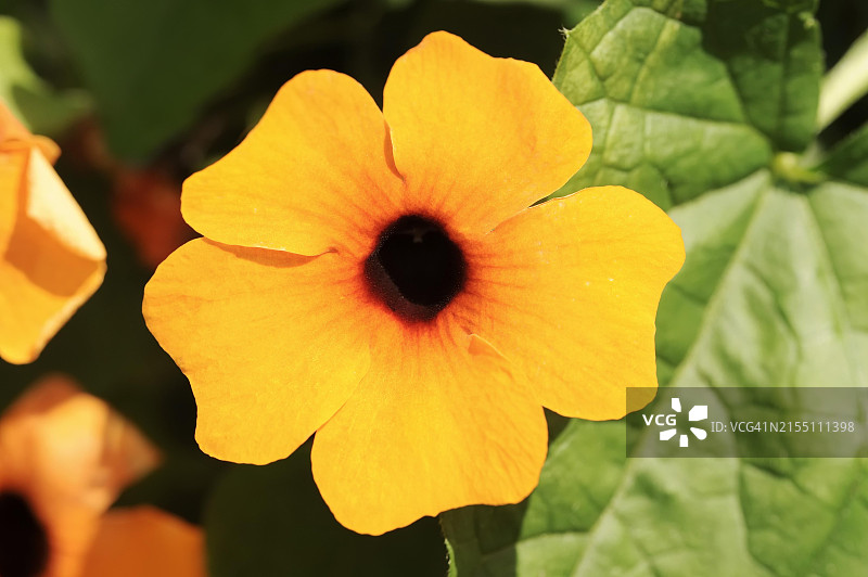 黑眼花（学名：Thunbergia alata），观赏植物，德国图片素材