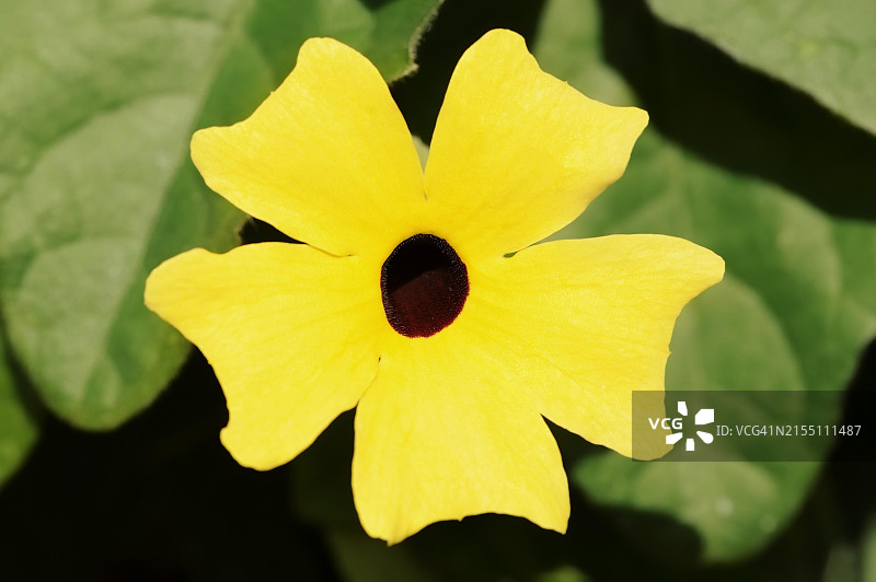 黑眼花（学名：Thunbergia alata），观赏植物，德国图片素材