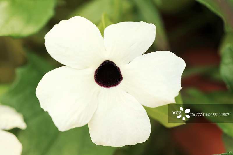 黑眼花（学名：Thunbergia alata），观赏植物，德国图片素材