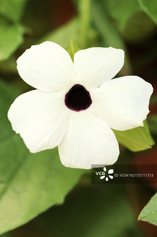 黑眼花（学名：Thunbergia alata），观赏植物，德国图片素材