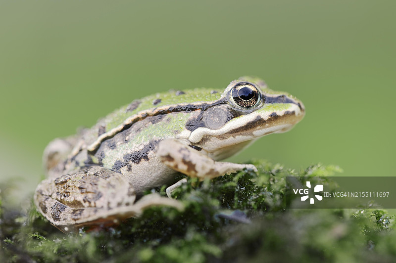 小水蛙(Pelophylax lessonae,Rana lessonae),德国北莱茵-威斯特法伦州,欧洲图片素材