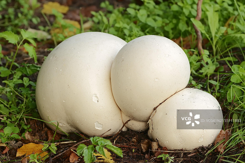 巨型马勃菌，德国北莱茵-威斯特法伦图片素材