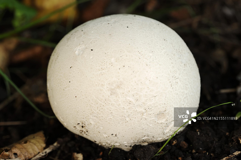 巨型马勃菌，德国北莱茵-威斯特法伦图片素材