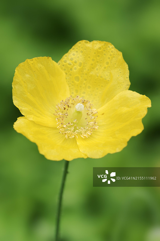 木罂粟或亚麻罂粟(罂粟花，Meconopsis cambrica)，花，观赏植物，北莱茵-威斯特伐利亚，德国，欧洲，仅限科普使用。图片素材