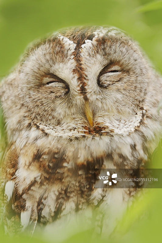 红褐色猫头鹰画像，德国北莱茵-威斯特法伦州图片素材