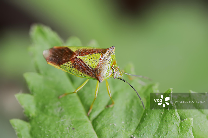 山楂盾椿象，德国北莱茵-威斯特法伦图片素材
