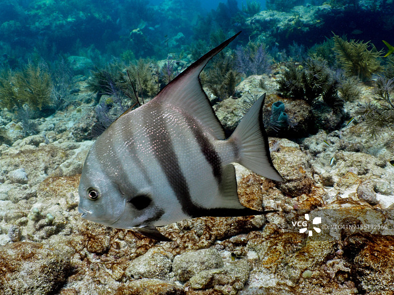 游弋在珊瑚礁附近的条纹大西洋燕鱼图片素材