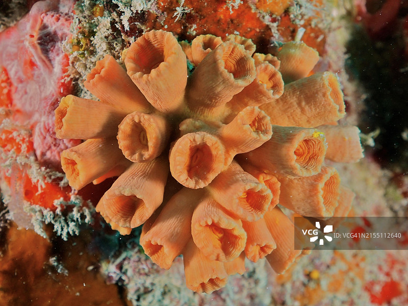 橙色杯珊瑚,美国斯皮格尔格罗夫号沉船残骸,约翰·彭尼坎普珊瑚礁州立公园,基拉戈,佛罗里达群岛,佛罗里达州,美国,北美洲图片素材