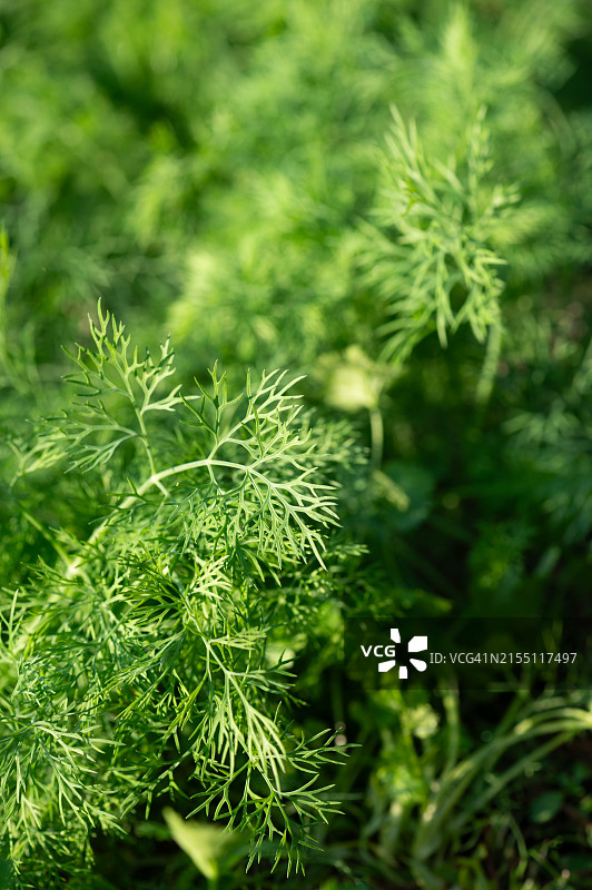 新鲜绿色莳萝特写图片素材