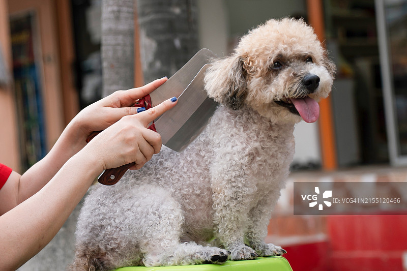 可爱的狗狗享受中式按摩图片素材